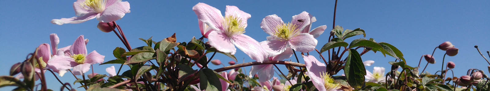 Clematisblüten Nahaufnahme © Dienstleistungszentren Ländlicher Raum